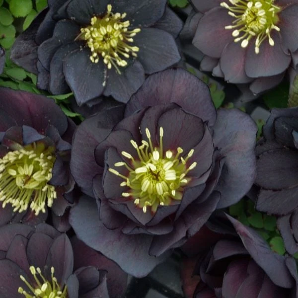 Helleborus Wedding Party® Mix - Image 7
