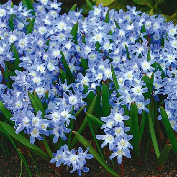 Chionodoxa Forbesii