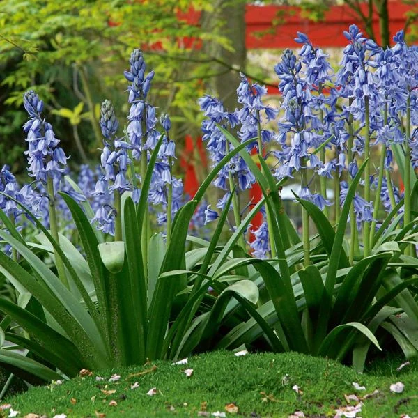 Hyacinthoides Hispanica 'Excelsior' - Image 3
