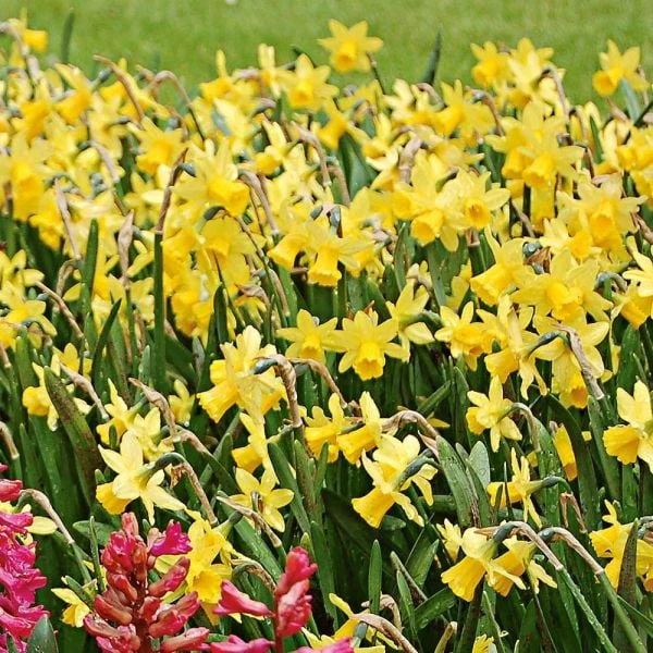 Narcissus 'Tête-à-Tête' - Image 2