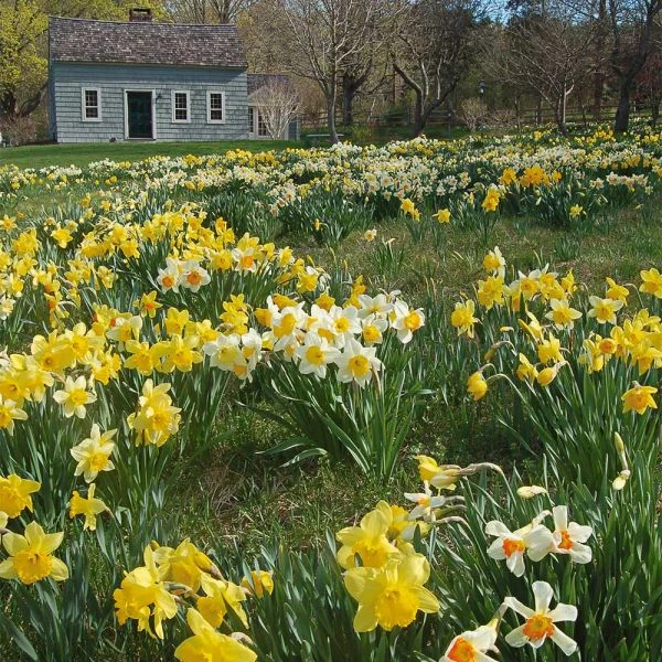 Professional's Naturalizing Daffodil Mix - Image 4
