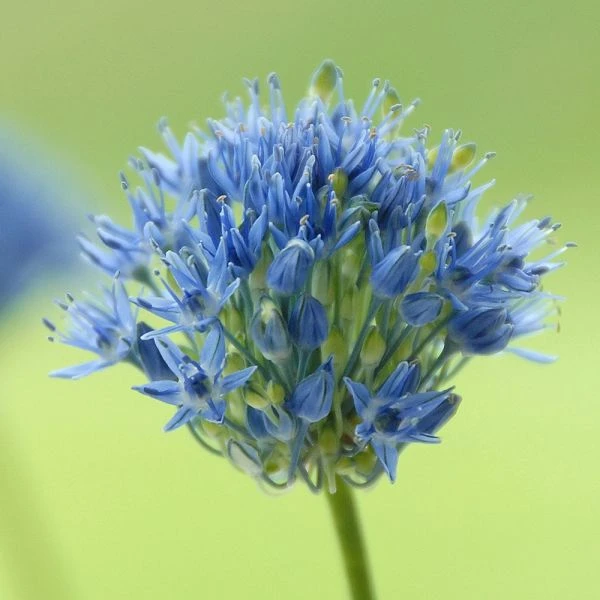 Allium Caeruleum - Image 2