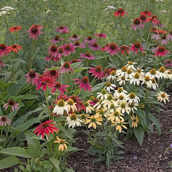 Encore Pollinator Garden - Image 2