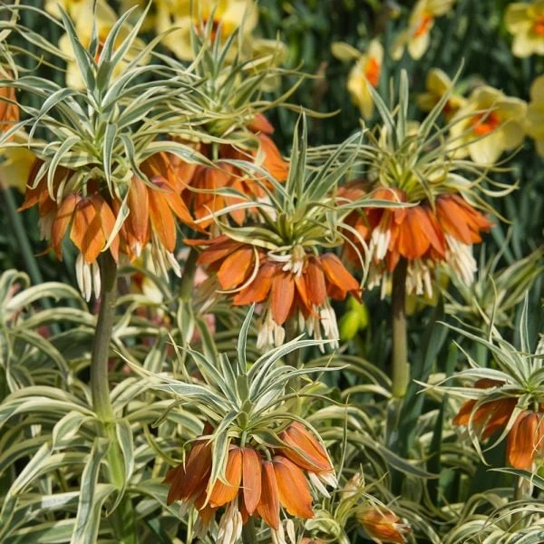 Fritillaria Imperialis 'Aureomarginata' - Image 3