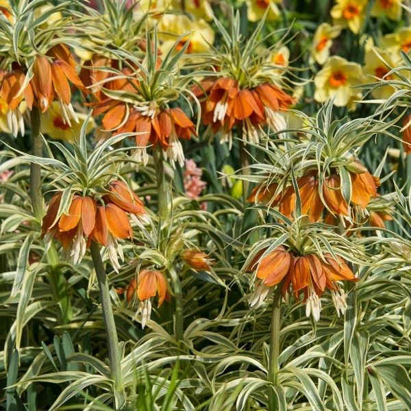 Fritillaria Imperialis 'Aureomarginata' - Image 4