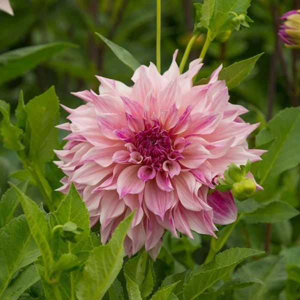 Dahlia 'Café Au Lait Royal' - Image 3
