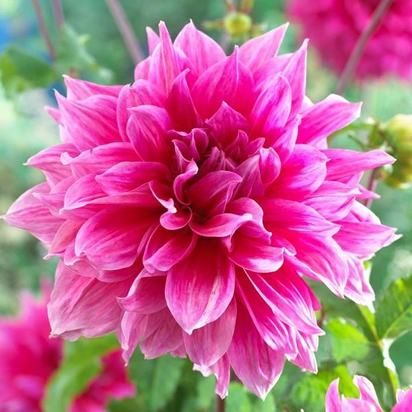 Dahlia 'Emory Paul' - Image 2