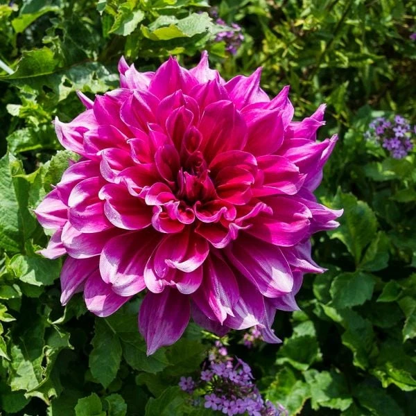Dahlia 'Emory Paul' - Image 3