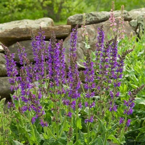 Salvia X Sylvestris 'May Night' - Image 3