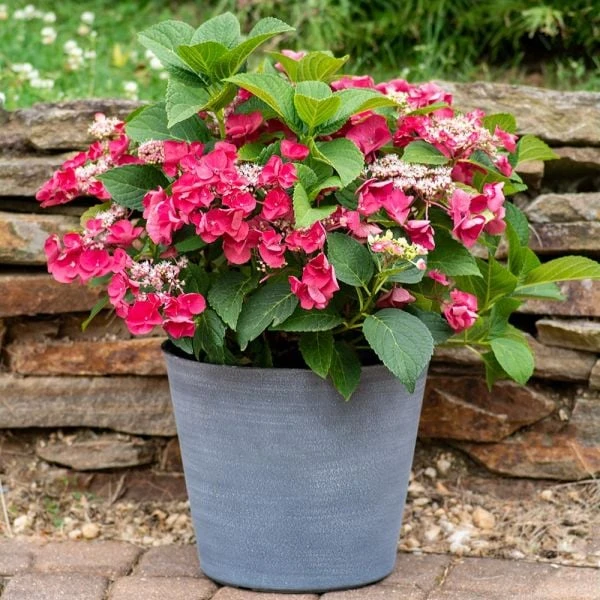 Hydrangea Macrophylla Cherry Explosion - Image 2