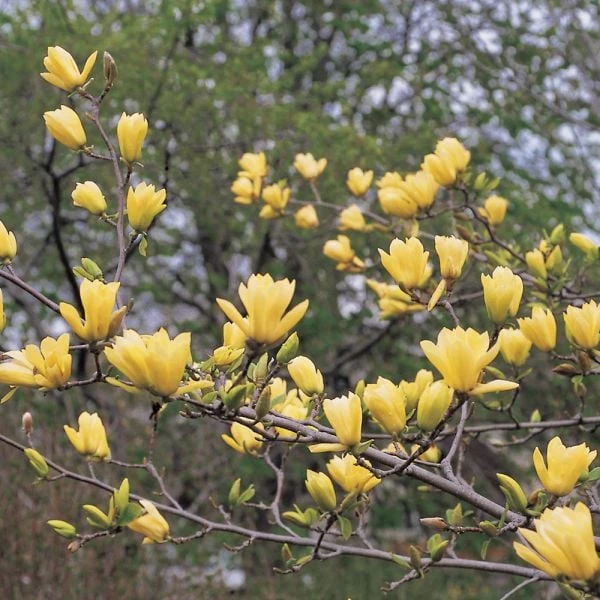 Magnolia 'Butterflies' - Image 2