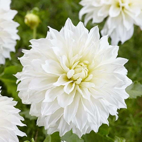 Dahlia 'Fleurel' - Image 3