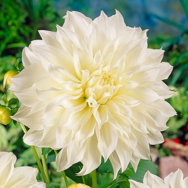 Dahlia 'Fleurel' - Image 4