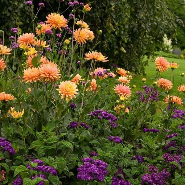 Dahlia 'Karma Corona' - Image 2