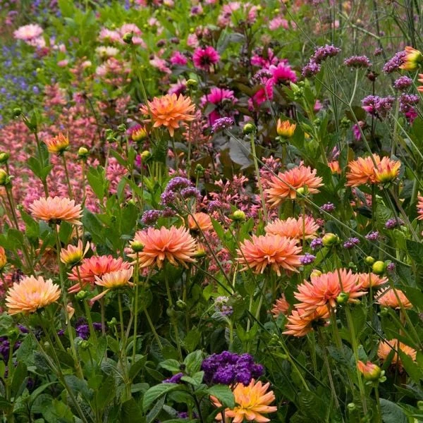 Dahlia 'Karma Corona' - Image 3