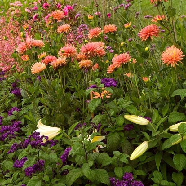 Dahlia 'Karma Corona' - Image 4