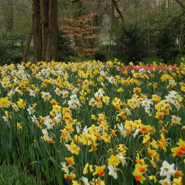 Professional's Naturalizing Daffodil Mix - Image 3