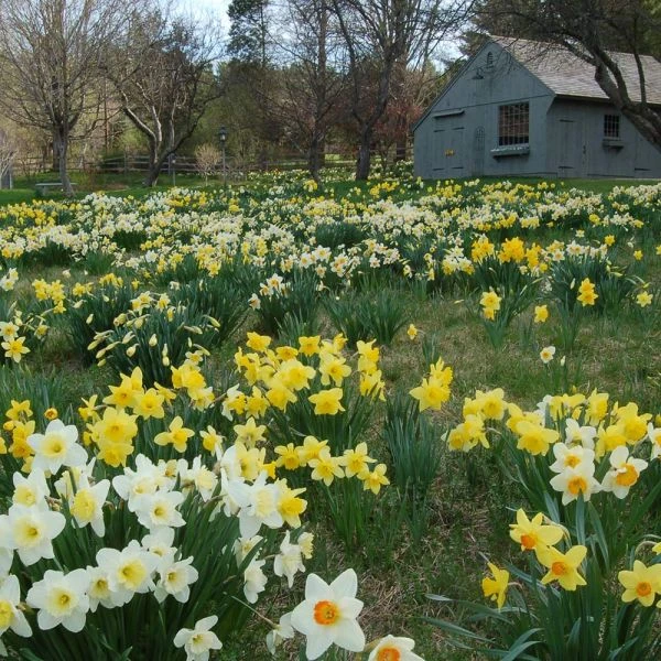 The Works Daffodil Mix, Southern Style - Image 2