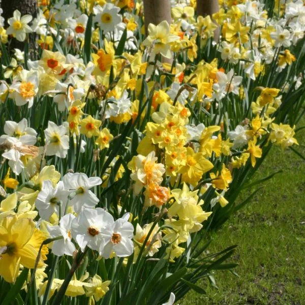 The Works Daffodil Mix, Southern Style - Image 4