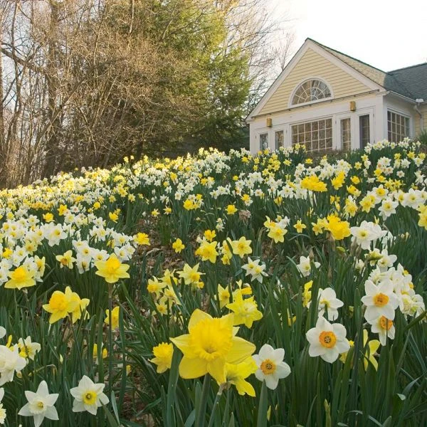 The Works Daffodil Mix, Southern Style - Image 6
