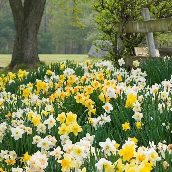 The Works Daffodil Mix, Southern Style - Image 7