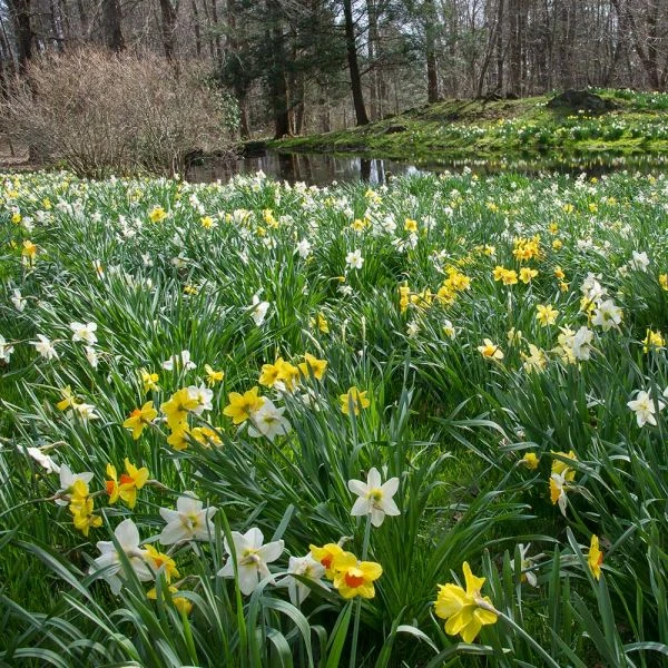 The Works Daffodil Mix, Southern Style - Image 10