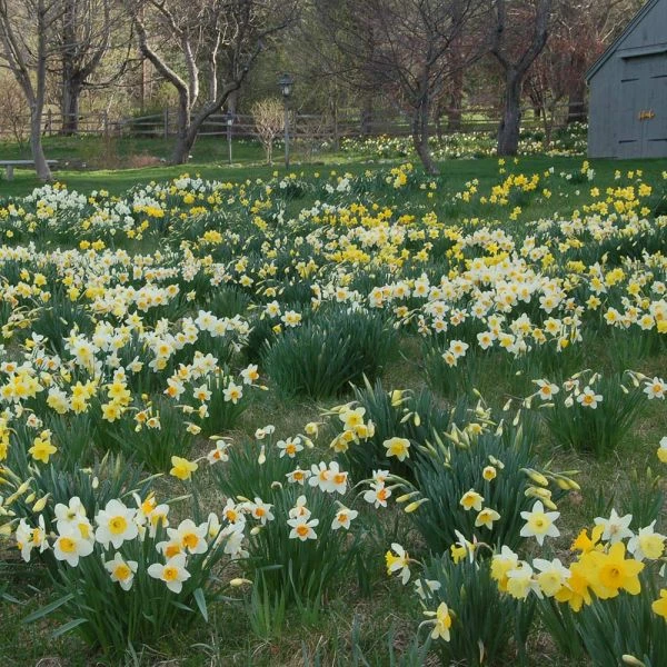 Professional's Naturalizing Daffodil Mix - Image 2