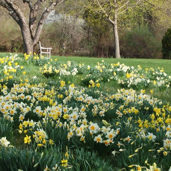 Professional's Naturalizing Daffodil Mix - Image 6