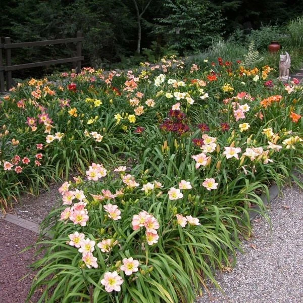 Crescendo Daylily (Hemerocallis) Collection - Image 3