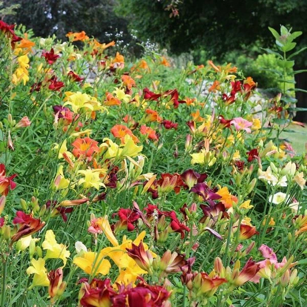 Crescendo Daylily (Hemerocallis) Collection - Image 4