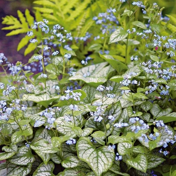 Brunnera Macrophylla 'Jack Frost' - Image 4
