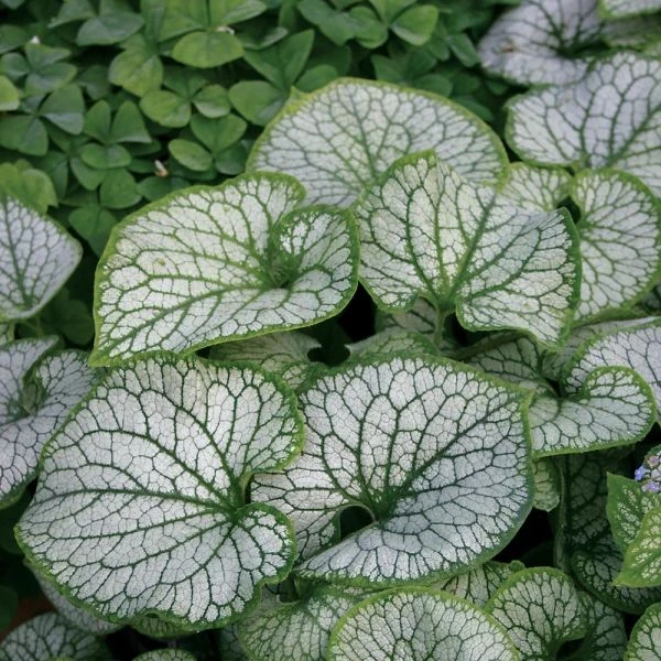 Brunnera Macrophylla 'Jack Frost' - Image 5