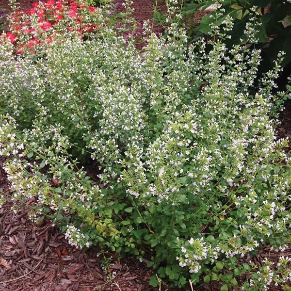 Calamintha Nepeta Subsp. Nepeta