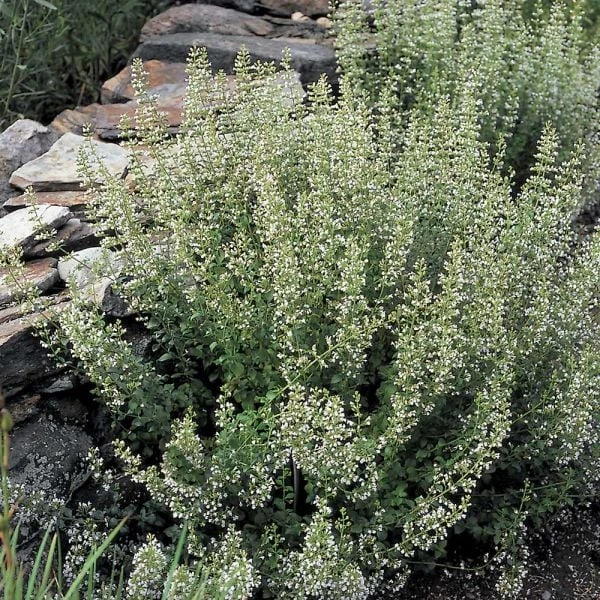 Calamintha Nepeta Subsp. Nepeta - Image 3