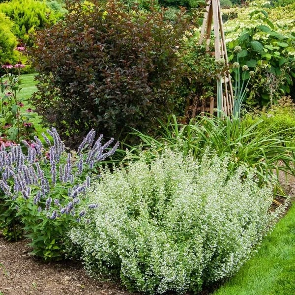 Calamintha Nepeta Subsp. Nepeta - Image 4