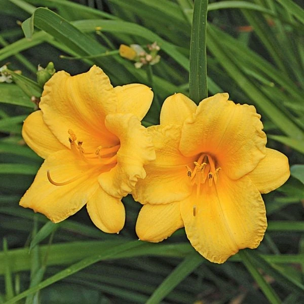Hemerocallis (Daylily) 'Stella De Oro' - Reblooming - Image 3