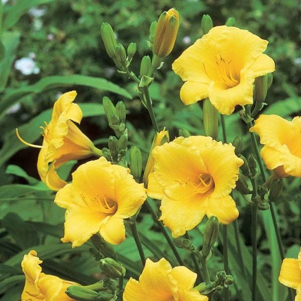 Hemerocallis (Daylily) 'Stella De Oro' - Reblooming - Image 4