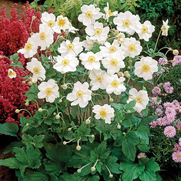 Anemone X Hybrida 'Honorine Jobert' - Image 2