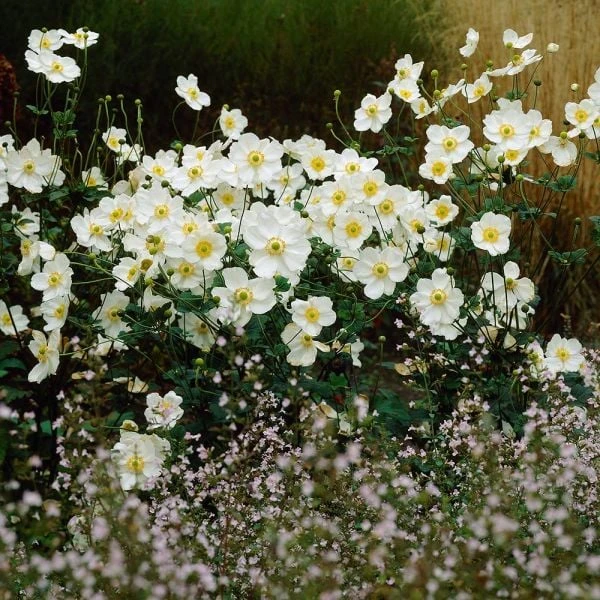 Anemone X Hybrida 'Honorine Jobert' - Image 3