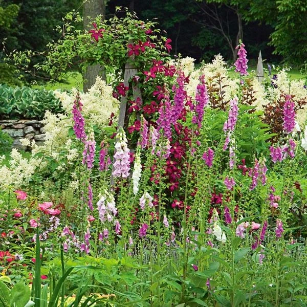 Digitalis Purpurea Excelsior Hybrids - Image 2