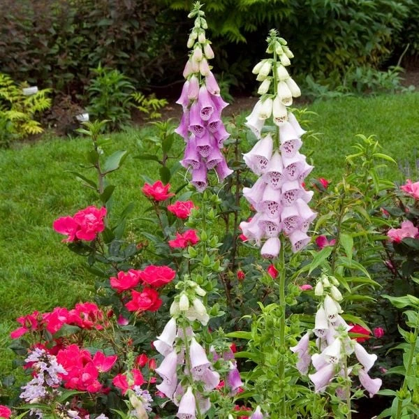Digitalis Purpurea Excelsior Hybrids - Image 5