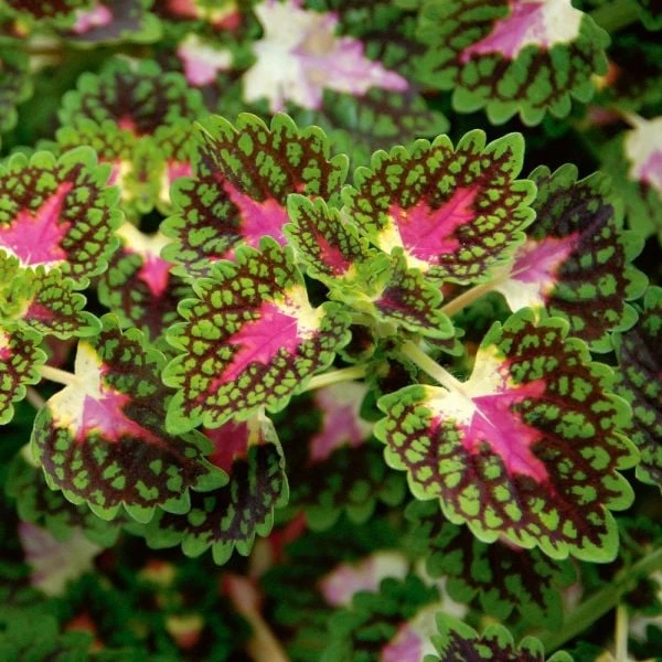 Hummingbird Annual Collection - Image 10