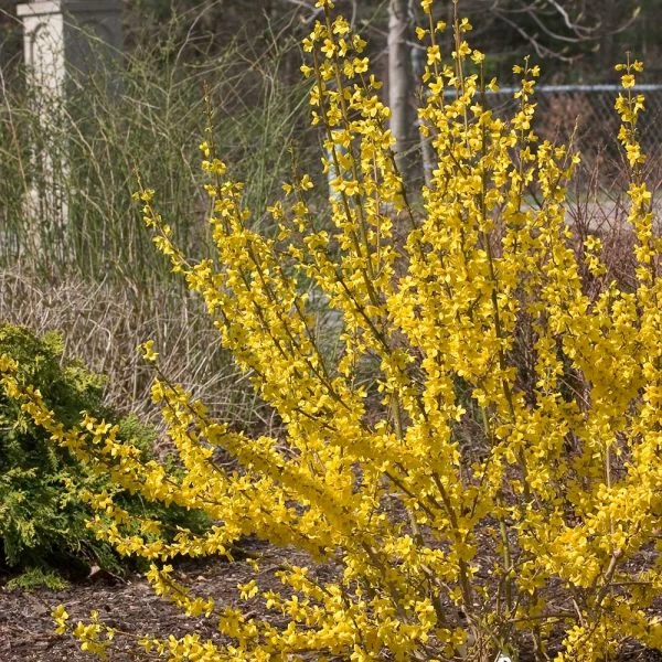 Forsythia X Intermedia Show Off® - Image 2