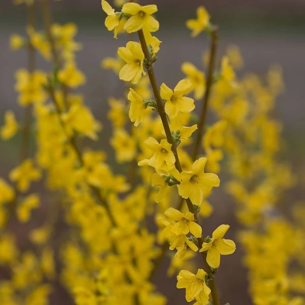 Forsythia X Intermedia Show Off® - Image 3