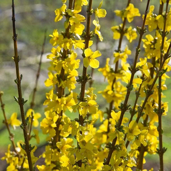 Forsythia X Intermedia Show Off® - Image 4