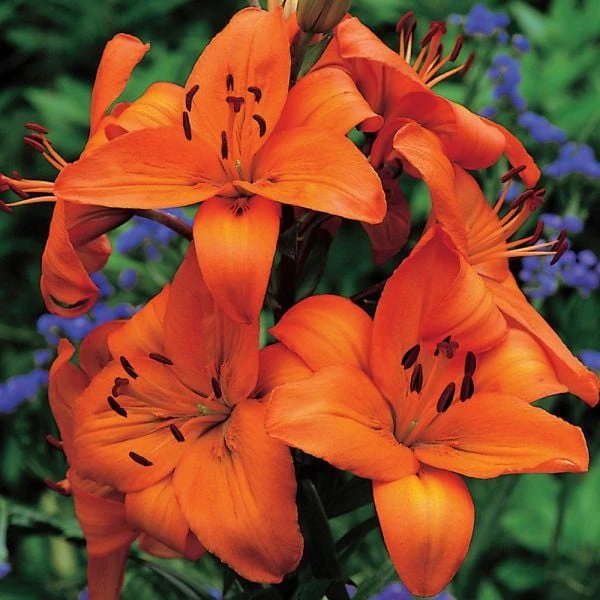 Lilium True Colors Mix For Naturalizing - Image 5