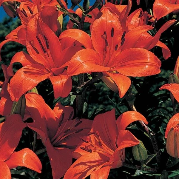 Lilium True Colors Mix For Naturalizing - Image 6