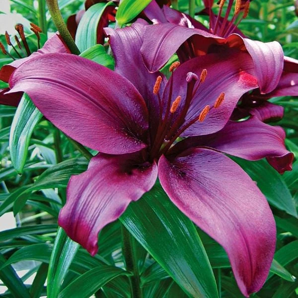 Lilium True Colors Mix For Naturalizing - Image 7