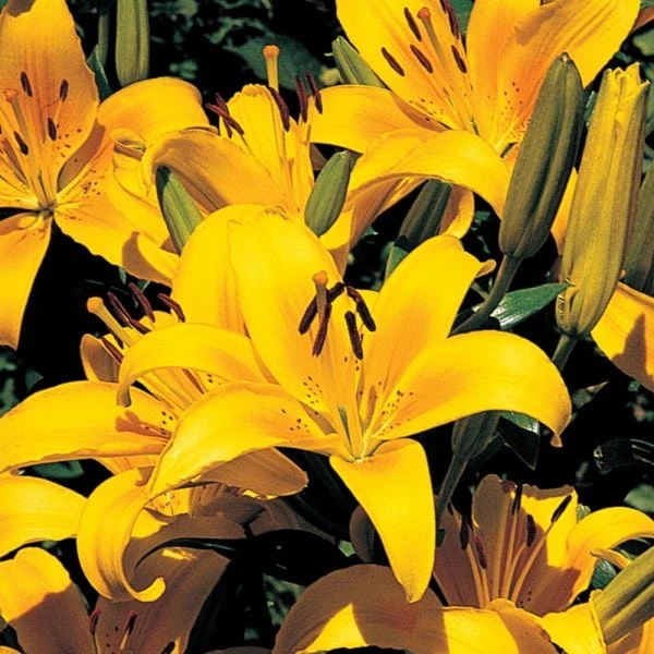 Lilium True Colors Mix For Naturalizing - Image 8