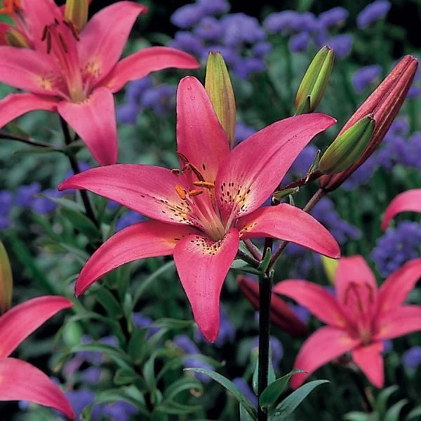 Lilium True Colors Mix For Naturalizing - Image 9